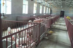 柞水縣瓦房口鎮生態養殖——養豬場