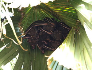 掠果蝠屬 掠果蝠屬