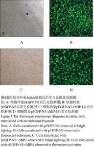 jurkat細胞 jurkat細胞