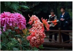 賞菊