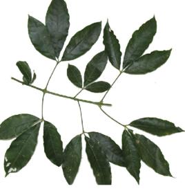 三叉虎根 三叉虎根