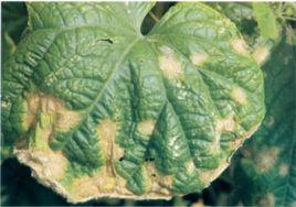 黃瓜炭疽病 黃瓜炭疽病