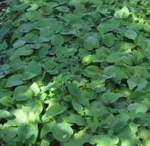 卡瓦提取物 卡瓦提取物