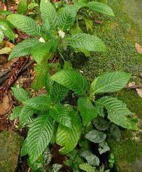 龍州螺序草 龍州螺序草