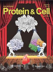 蛋白質與細胞 蛋白質與細胞