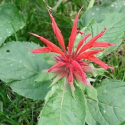 兩廣線葉爵床 兩廣線葉爵床