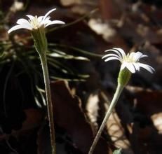 大丁草組 大丁草組