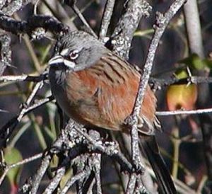 白須珀卡雀鵐 白須珀卡雀鵐