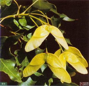 五角楓根 五角楓根