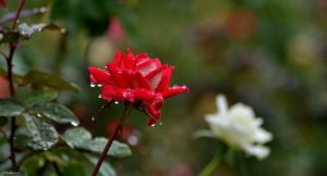 亞龍灣國際玫瑰谷 亞龍灣國際玫瑰谷