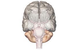 GA[GA神經節腦苷脂]