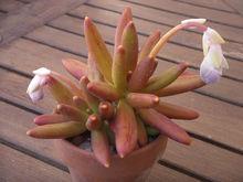 維萊德（P.viride）