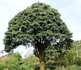 黑殼楠[黑殼楠]