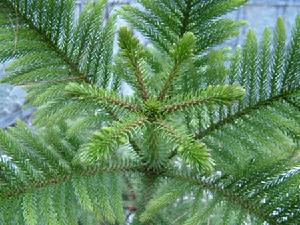 華北落葉松 華北落葉松