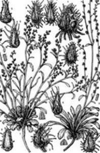 密叢鶴虱 密叢鶴虱