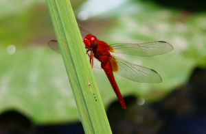 紅蜻