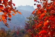 張家莊[山東省淄博市臨淄區皇城鎮下轄村]