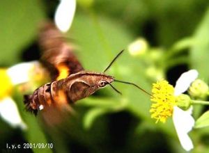 九節木長喙天蛾 九節木長喙天蛾