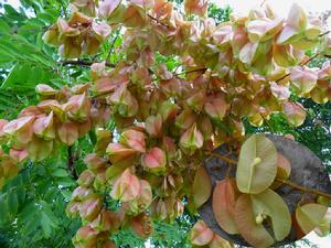 欒華果實及種子