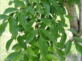 長梗岩黃樹 長梗岩黃樹