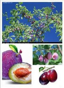 智利西梅 智利西梅