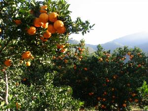 （圖）椪柑示範基地