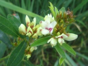 達呼里胡枝子 達呼里胡枝子