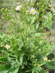 單頭峨眉紫菀 單頭峨眉紫菀