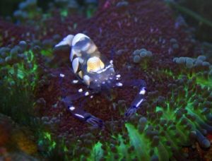 紫斑海葵蝦 紫斑海葵蝦