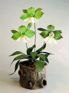 蝦尾蘭屬 蝦尾蘭屬