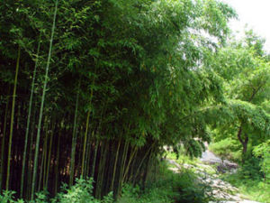 海陽雲頂竹林 海陽雲頂竹林