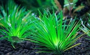 太陽水草 太陽水草