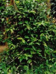 巴戟天族 巴戟天族