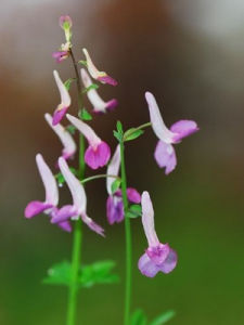紫堇[▪罌粟目罌粟科植物]