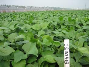 通豆5號 通豆5號