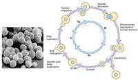 芽殖酵母細胞周期