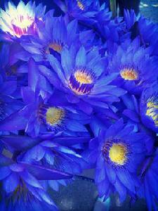 藍蓮花[晉江專欄作家]