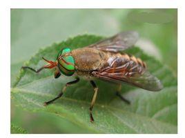 虻蟲[昆蟲綱動物]