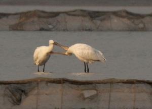 上海市崇明東灘自然保護區