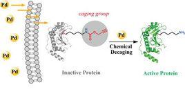 細胞激活能量蛋白 細胞激活能量蛋白