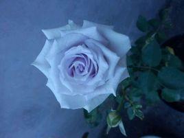 藍色格勞恩(大地之藍) 藍色格勞恩(大地之藍)