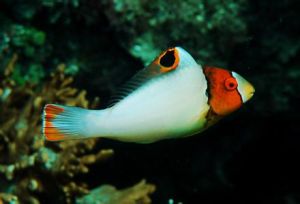 白鸚哥魚 白鸚哥魚