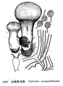 長柄禿馬勃 長柄禿馬勃