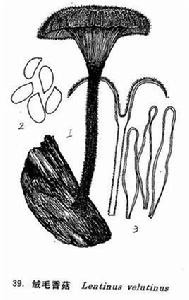 絨毛香菇 絨毛香菇