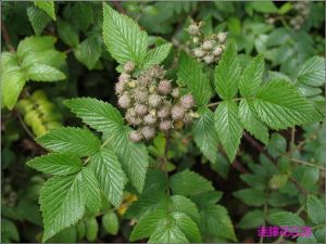 灰毛果莓 灰毛果莓