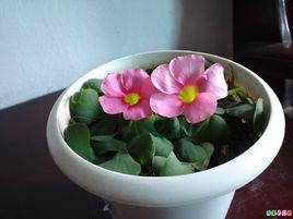 芙蓉花酢漿草 芙蓉花酢漿草