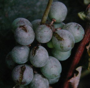鉤絲殼屬 鉤絲殼屬