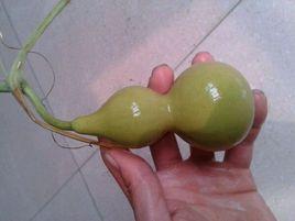 小亞腰葫蘆 小亞腰葫蘆