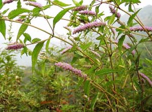 小頭花香薷 小頭花香薷