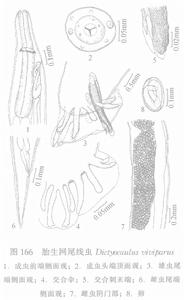 胎生網尾線蟲 胎生網尾線蟲